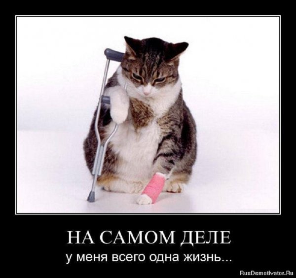 У меня всего одна жизнь