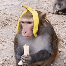 Monkey