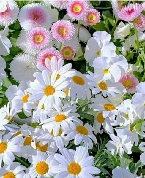 file_95715472