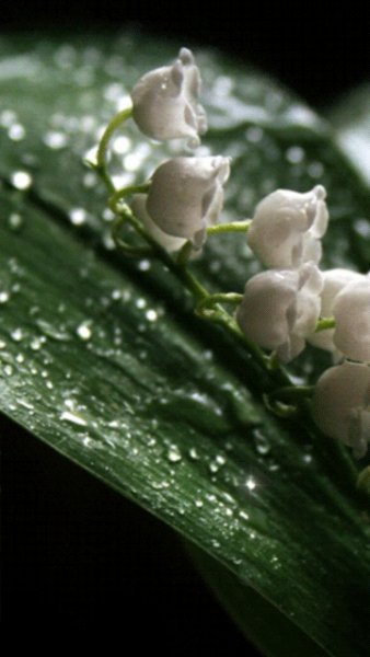 file_51611049