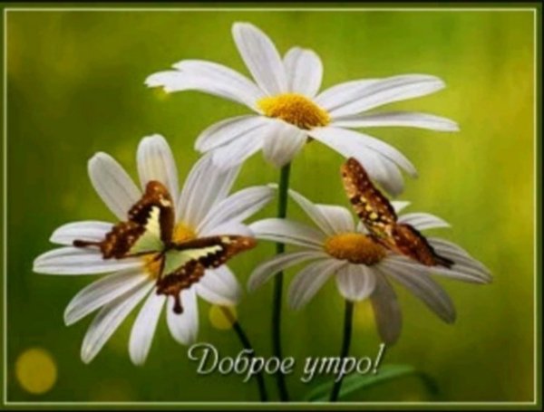 Dobroe utro