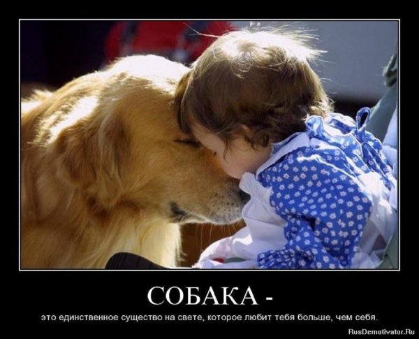 СОБАКА