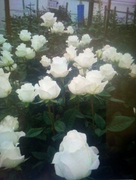 IMG 20190202 780987