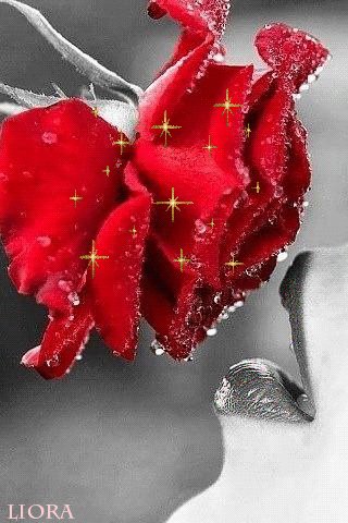 file_79593670