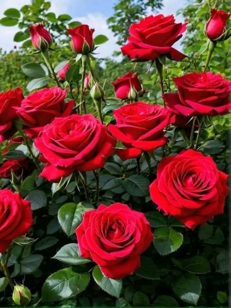 file_96269939