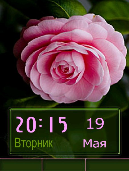 Camellia