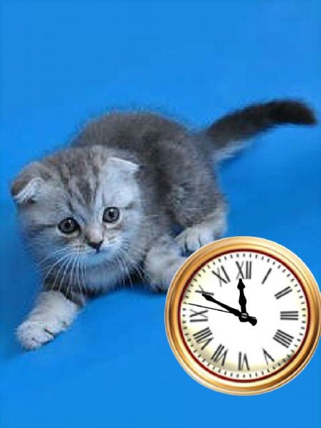 Котенок