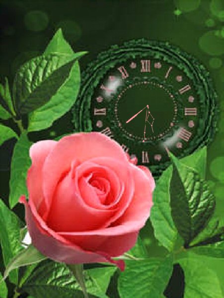 Roza
