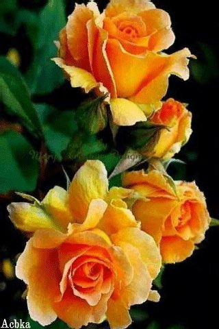 file_97696199