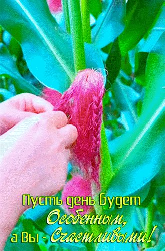 Анимированная открытка пусть день будет