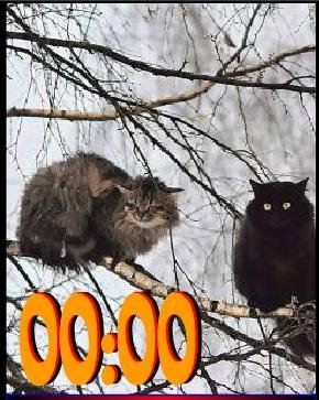 Коты прилетели