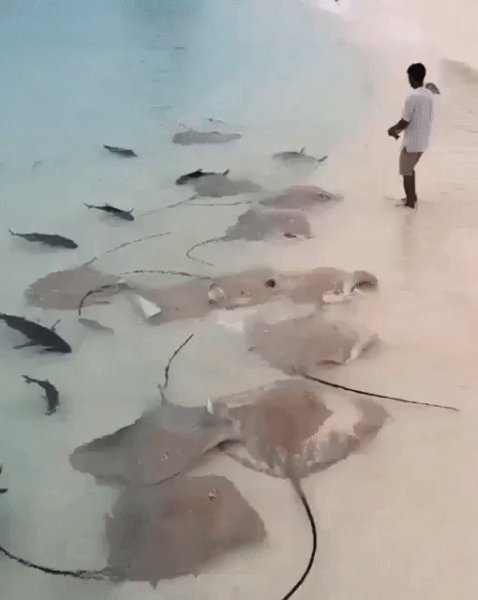gif 1475519237