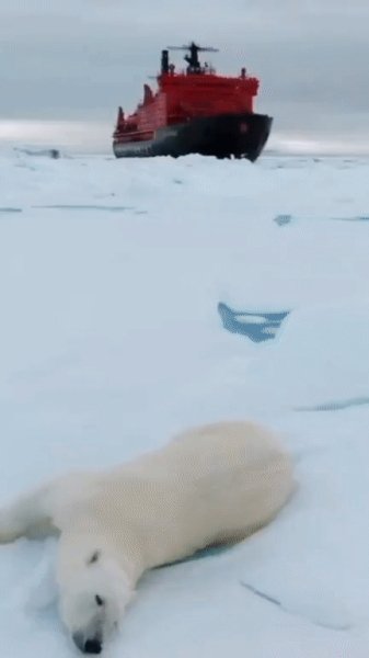 Вторжение во владения белого Медведя