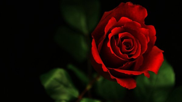 Image (32)