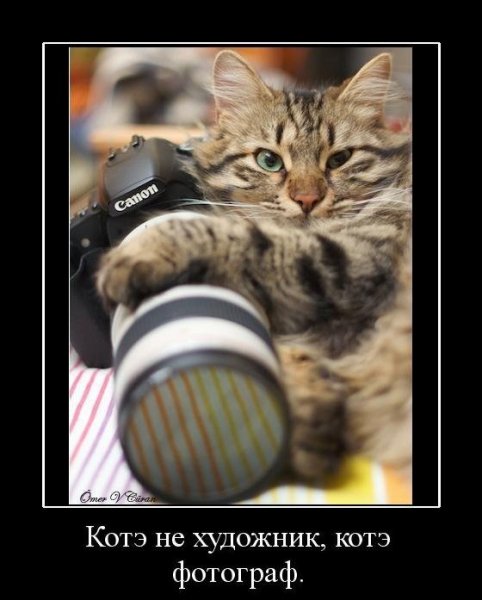 Котэ фотограф