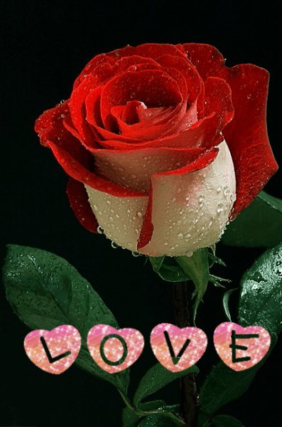 LOVE ЖК Роза