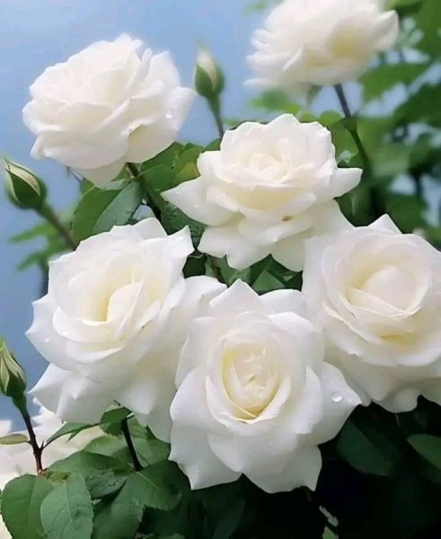 file_95694115