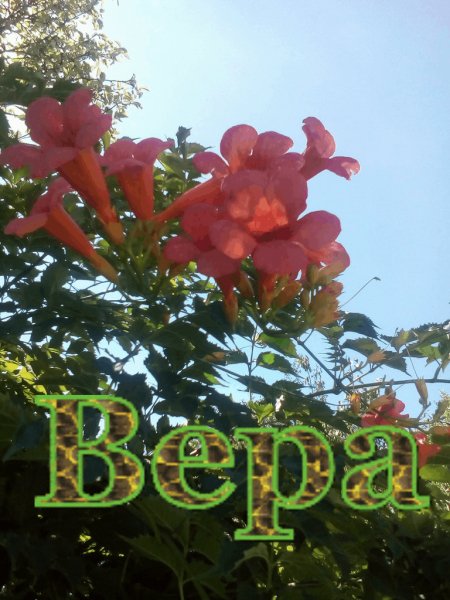 Вера 1