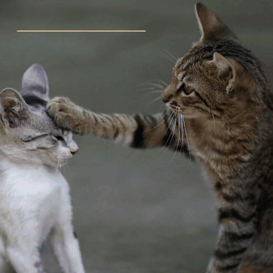 КотЭ)