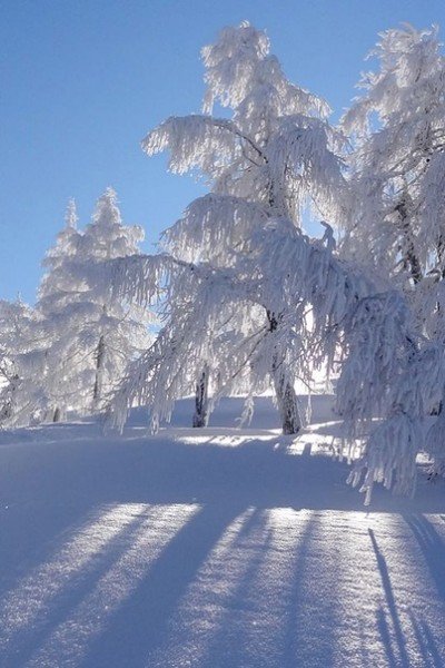 file_95463529