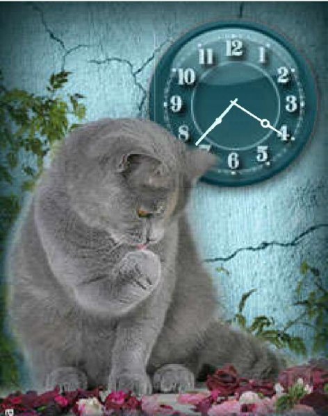 Котенок