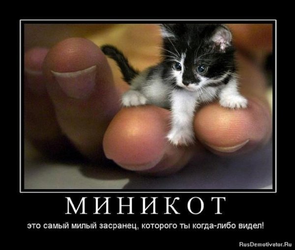 Миникот