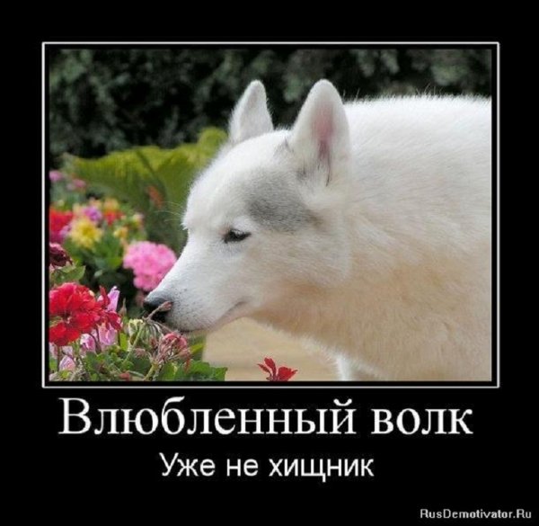 Влюбленный волк уже не хищник