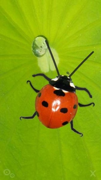 mybug