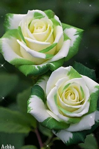 file_97037960