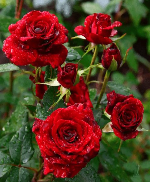 file_81867152