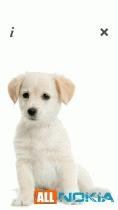 puppytalk installer