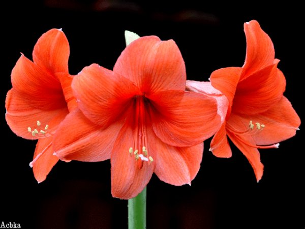 file_97347853