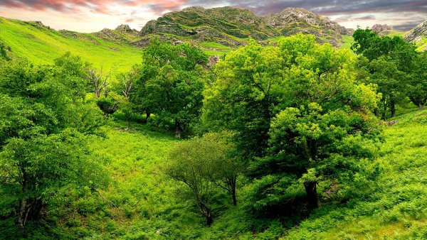 Прир (12)