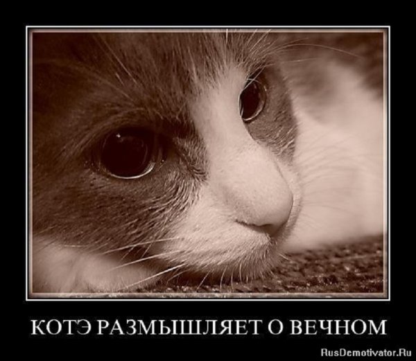 Размышляет о вечном