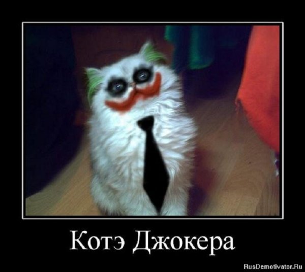 Кот Джокера