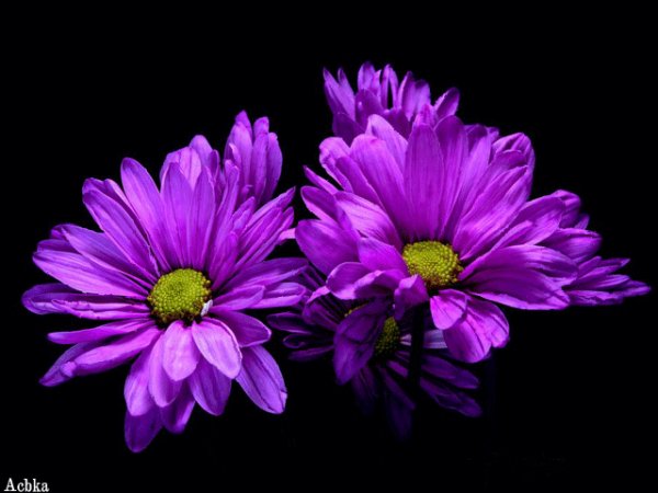 file_97726194