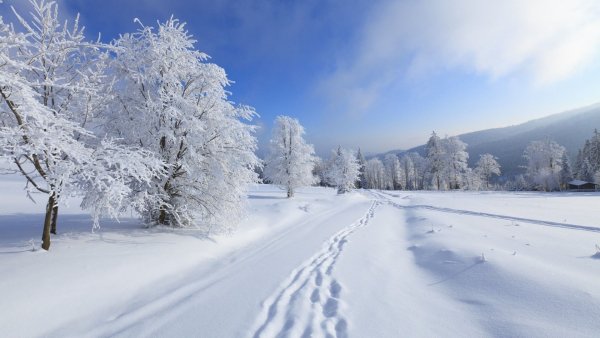 Прир (4)
