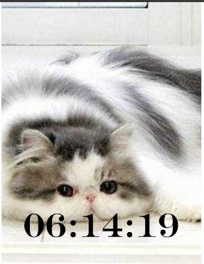 Котик 5
