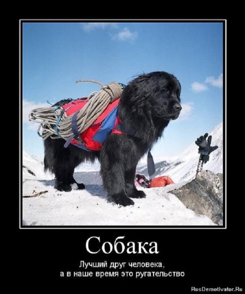 Собака лучший друг человека