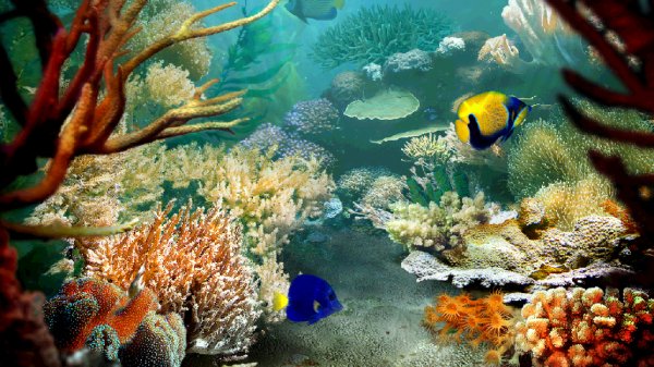 Tropical.Fish 3D Screensaver