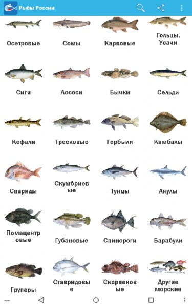 Рыбы России 5.14.01