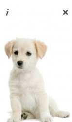 Puppy Talk v.0.09(1)