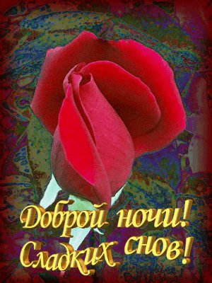 Роза ДН СС