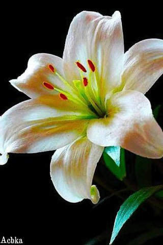 file_97582288