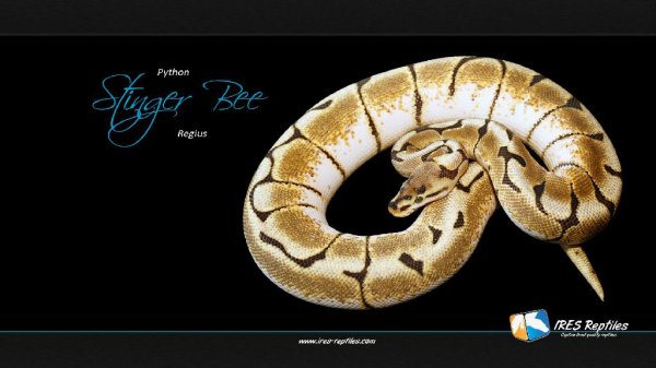 ExtraPython 9x9.43