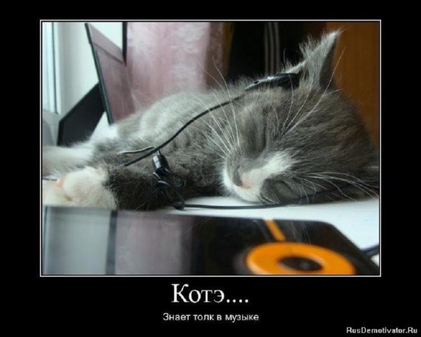 Котэ знает толк в музыке
