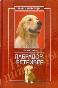 Labrador retriver