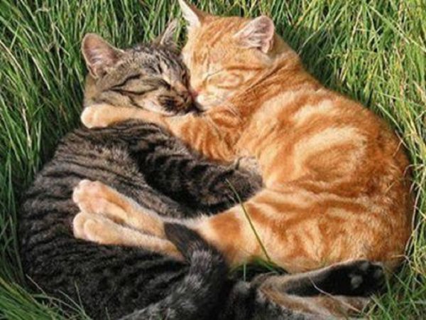 Коты