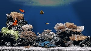 TheAquarium DMEVAL