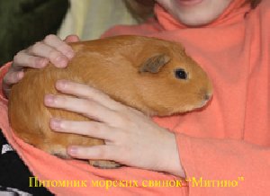 Кормление